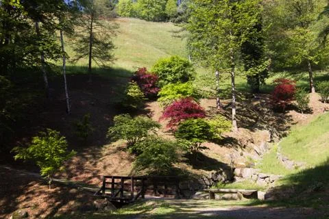 Hill maples Foto stock