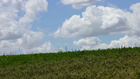 Hill medium shot of  Palouse wheat and cloud in sunny weather Stock Footage 74571536