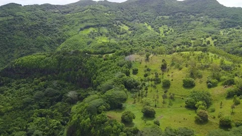 Hill in the middle of the Jungle Stock Footage 147937618