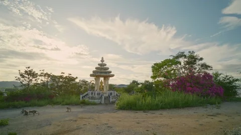 Hill Monkeys 02 Stock Footage 289120738
