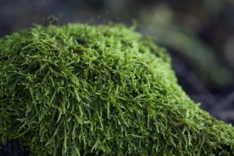 Hill with moss Stock Photos