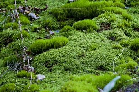Hill with moss Stock Photos