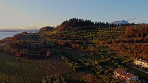 Hill of olive trees at sunset Stock Footage 121764488
