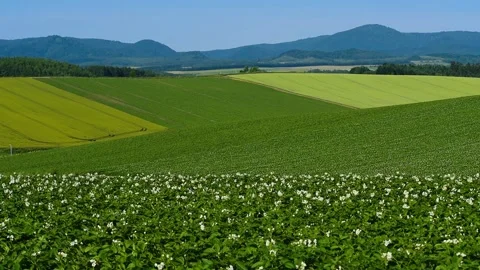 The Hill of Patchwork Where Potato Flowers Bloom Stock-Footage 332817621