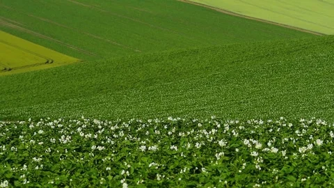 The Hill of Patchwork Where Potato Flowers Bloom Stock Footage 332817625