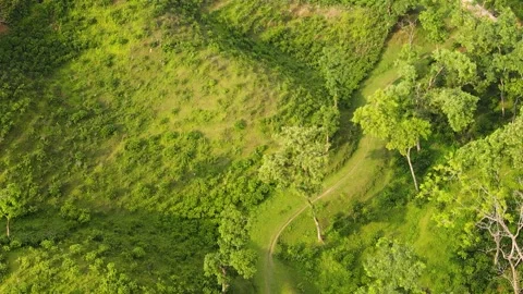 Hill path with tea plantation and tress at khadimnagar national forest, Sylhet Stock Footage 340411835