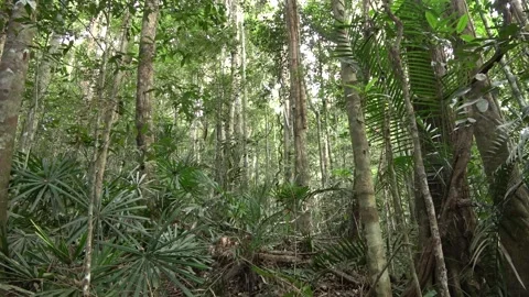 Hill rainforest, Malaysia Stock Footage 134857467