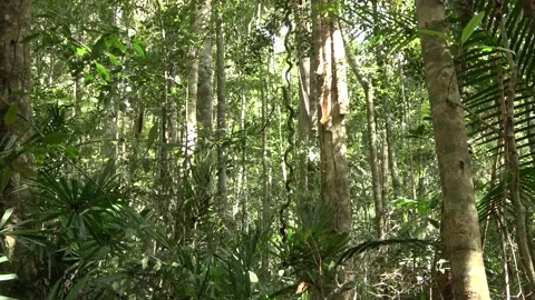 Hill rainforest, Malaysia Stock Footage 134857468