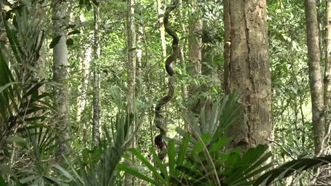 Hill rainforest, Malaysia Stock Footage 134857480
