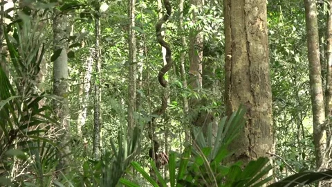 Hill rainforest, Malaysia Stock Footage 134858331