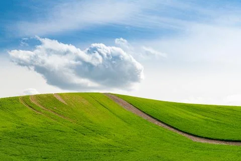 Hill with rows of green spring wheat in Palouse Hills, Washington Stock-Fotos