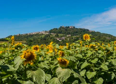 Hill of sancerre wine district Stock Photos