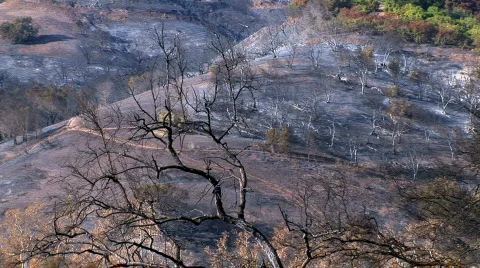 Hill scorched from fire Stock Footage 419541
