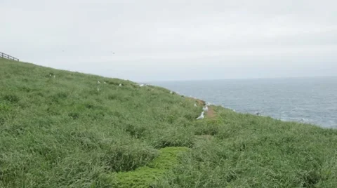 Hill of seagull Stock Footage 57640944