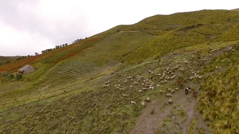 On the Hill with Shepherds Stock Footage 77735001