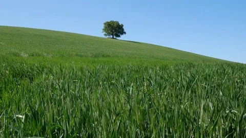 On the hill a spring wind moves the still green wheat. Video stock 187744382