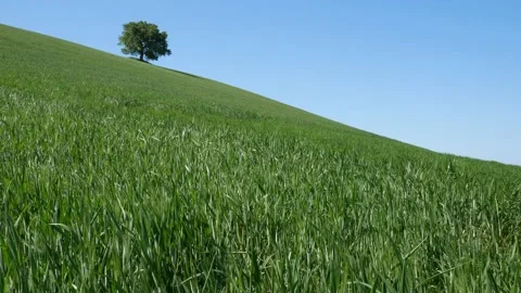 On the hill a spring wind moves the still green wheat. Stock Footage 187751786