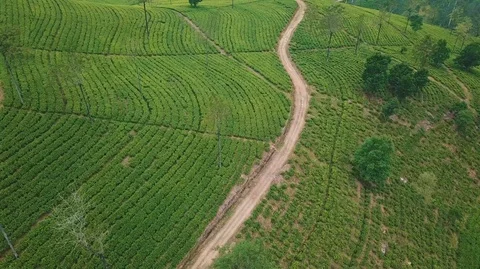Hill Tea Plantation in Cloudy Day Stock Footage 119229406