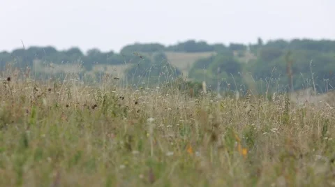 The Hill Through the Grass. 库存影片 65823432