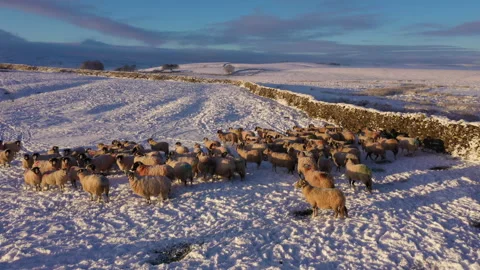 Hill top flock of sheep in snow, Cumbria Stock Footage