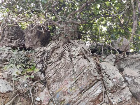 A hill tree grows through the rocks with branches in India. Selective focus 写真素材