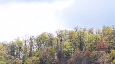 Hill tree tops early spring season trees blooming Stock Footage 259434293