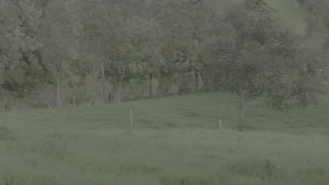 Hill of trees and bushes Stock Footage 220565757