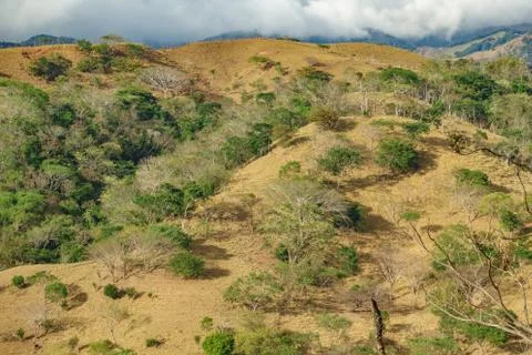 Hill with trees Foto stock