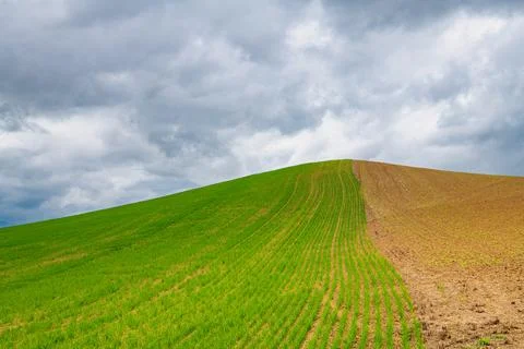 Hill under stormy sky with rows of freshly sprouted green wheat Stock-Fotos