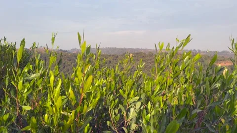 Hill view Stock Footage 324510517