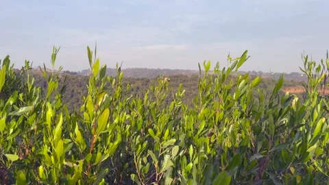 Hill view Stock Footage 324510519