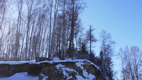 Hill wrapped in dense tall forest forms strong vibrant mass 動画素材 322041019