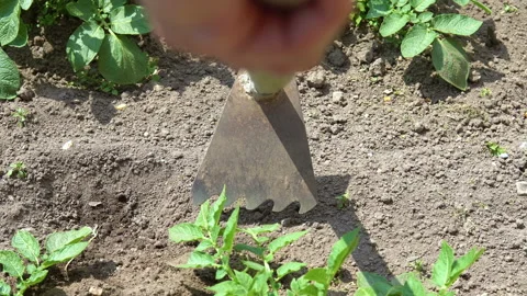 Hilling potatoes. Stockbeeldmateriaal 92578836