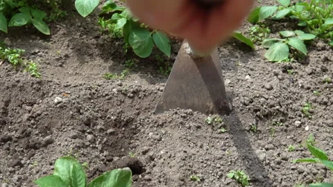 Hilling potatoes. Video stock 92581668