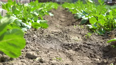 Hilling potatoes. Video stock 92583238