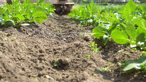 Hilling potatoes. Video stock 92589545