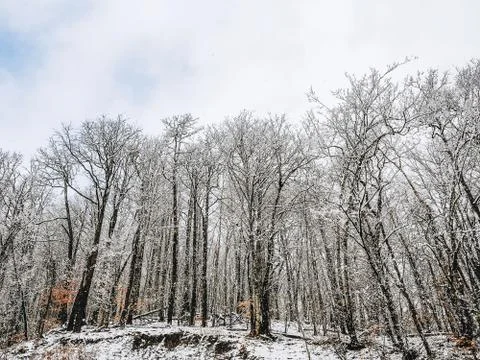 A hillock with bare trees covered with snow on the background of the sky with Stock Photos