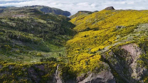 Hills above the clouds at Pico do Arieiro with flower medaows and pine trees Stock Footage 311896144