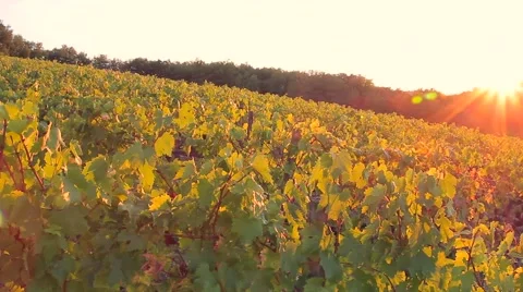 The hills and fields with vineyards are illuminated by the setting sun Stock Footage 68978771