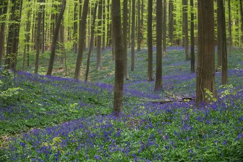 Hills covered in bluebells, inside forest Stock Photos