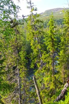 Hills with forest Stock Photos