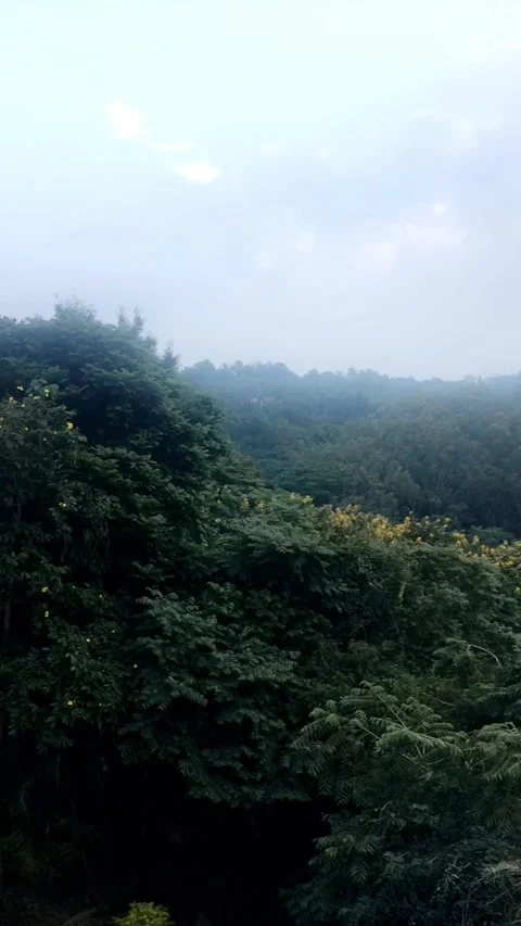 Hills forest view. Stock Footage 137043269