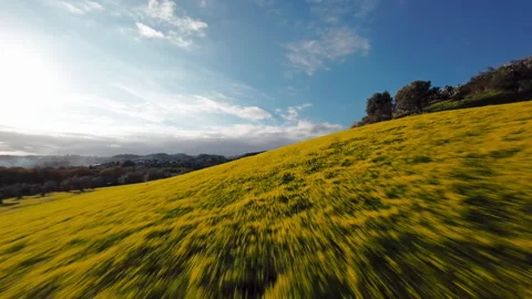 Hills full of yellow flowers Stock Footage 266821741