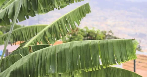 The hills of Madeira, 4K Stock Footage 221274650