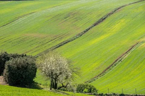 Hills of Tuscany Stock Photos