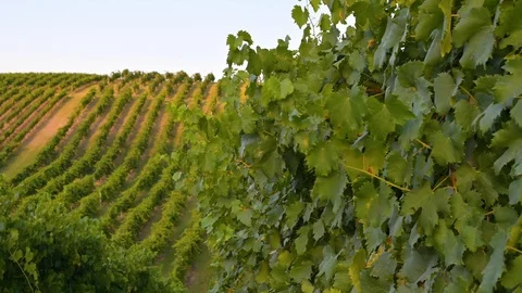 Hills of vineyards. Green fields with a vine of grapes. Vídeo Stock 126409662