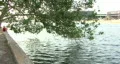 Hillsborough River & Tree HD Footage