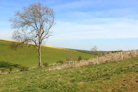 Hillside Ash tree and saplings in a springtime landscape Stock Photos