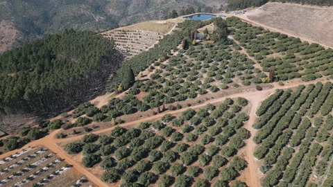 Hillside Avocado Groves with Pine Forest and Farm Dam Stock Footage 337497225