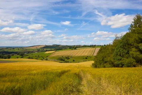 Hillside barley Stock Photos